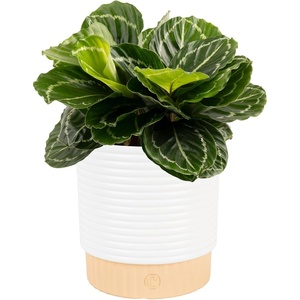 image:imageCosta Farms Calathea Live Indoor Plant Easy Care Home DecorCalathea  Growers Choice Variety  Medium 12 Feet Tall  in Dcor Pot