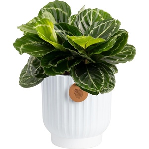 image:imageCosta Farms Calathea Live Indoor Plant Easy Care Home DecorCalathea  Growers Choice Variety  Medium 12 Feet Tall  in Dcorative Plant Pot