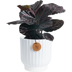 image:imageCosta Farms Calathea Live Indoor Plant Easy Care Home DecorCalathea Dottie  Medium 1218 Inches Tall in Decorative Plant Pot