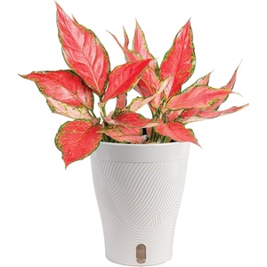 image:imageCosta Farms Champs lyses Pothos Live Indoor Plant Trailing VineIndoor Dcor Plant Pot