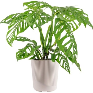 image:imageCosta Farms Champs lyses Pothos Live Indoor Plant Trailing VineWeave Dcor Planter