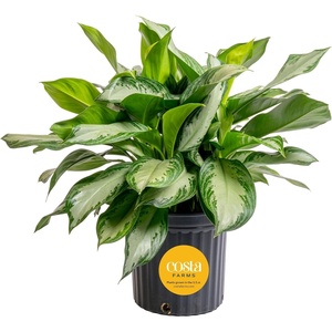 image:imageCosta Farms Chinese Evergreen Live Indoor Plant Easy Care Home DecorChinese Evergreen  Extra Large 34 Feet Tall  in Grow Pot