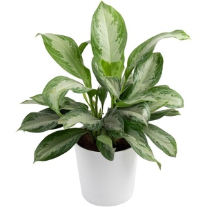 image:imageCosta Farms Chinese Evergreen Live Indoor Plant Easy Care Home DecorChinese Evergreen  Large 23 Feet Tall  in Decorative Planter