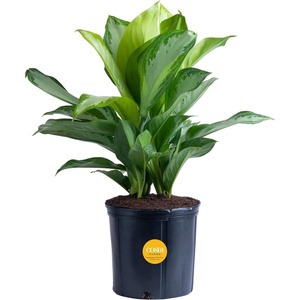 image:imageCosta Farms Chinese Evergreen Live Indoor Plant Easy Care Home DecorChinese Evergreen  Large 23 Feet Tall  in Grow Pot