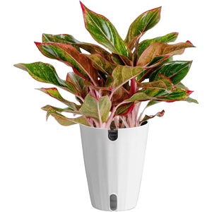 image:imageCosta Farms Chinese Evergreen Live Indoor Plant Easy Care Home DecorChinese Evergreen  Medium 12Inches Tall  in Decorative Plant Pot