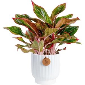 image:imageCosta Farms Chinese Evergreen Live Indoor Plant Easy Care Home DecorChinese Evergreen  Medium 12Inches Tall  in Decorative Planter