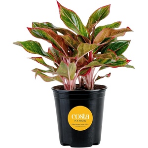 image:imageCosta Farms Chinese Evergreen Live Indoor Plant Easy Care Home DecorChinese Evergreen  Medium 12Inches Tall  in Grow Pot