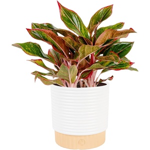 image:imageCosta Farms Chinese Evergreen Live Indoor Plant Easy Care Home DecorChinese Evergreen  Medium 12Inches Tall  in Home Dcor Planter