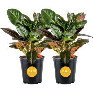 image:imageCosta Farms Croton Live Indoor Plant Easy Care Home DecorNursery Plant Pot