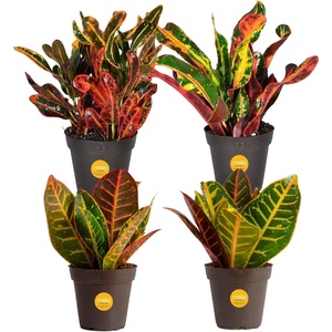 image:imageCosta Farms Croton Live Indoor Plant Easy Care Home DecorNursery Plant Pot 4Pack