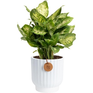 image:imageCosta Farms Dieffenbachia Live Indoor Plant Easy Care Home DecorDieffenbachia  Medium 1218 Inches Tall  in Decorative Planter