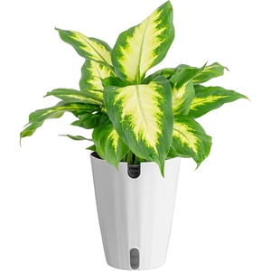 image:imageCosta Farms Dieffenbachia Live Indoor Plant Easy Care Home DecorDieffenbachia  Medium 1218 Inches Tall  in Self Watering Plant Pot