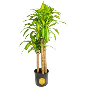 image:imageCosta Farms Dracaena Live Indoor Plant Easy Care Home DecorDracaena  Extra Large 45 Feet Tall  in Grow Pot