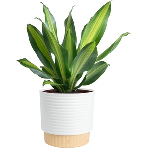 image:imageCosta Farms Dracaena Live Indoor Plant Easy Care Home DecorDracaena  Large 23 Feet Tall  in Decorative Plant Pot