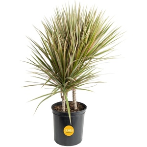 image:imageCosta Farms Dracaena Live Indoor Plant Easy Care Home DecorDracaena  Large 34 Feet Tall  in Grow Pot