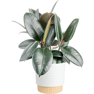 image:imageCosta Farms Fiddle Leaf Fig Live Indoor Plant Floor Plant Statement TreeBurgundy Rubber Tree  Large 23 Feet Tall  in Decorative Plant Pot
