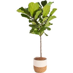 image:imageCosta Farms Fiddle Leaf Fig Live Indoor Plant Floor Plant Statement TreeDcor Planter