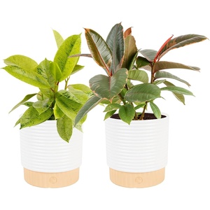 image:imageCosta Farms Fiddle Leaf Fig Live Indoor Plant Floor Plant Statement TreeFicus  HandSelected Variety  Medium 12 Inches Tall  in Decorative Pot  2Pack
