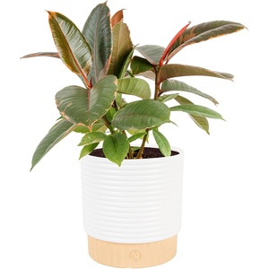 image:imageCosta Farms Fiddle Leaf Fig Live Indoor Plant Floor Plant Statement TreeFicus  HandSelected Variety  Medium 12 Inches Tall  in Decorative Pot