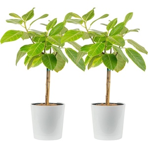 image:imageCosta Farms Fiddle Leaf Fig Live Indoor Plant Floor Plant Statement TreeFicus Audrey  Large 34 Feet Tall  in Decorative Plant Pot  2Pack