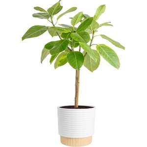 image:imageCosta Farms Fiddle Leaf Fig Live Indoor Plant Floor Plant Statement TreeFicus Audrey  Large 34 Feet Tall  in Decorative Plant Pot