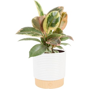 image:imageCosta Farms Fiddle Leaf Fig Live Indoor Plant Floor Plant Statement TreeFicus Tineke  Medium 12 Inches Tall  in Decorative Plant Pot
