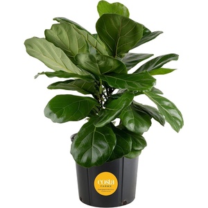 image:imageCosta Farms Fiddle Leaf Fig Live Indoor Plant Floor Plant Statement TreeFiddle Leaf Fig  Large 23 Feet Tall  in Grow Pot