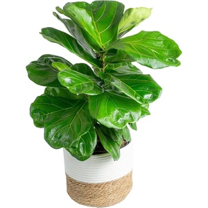 image:imageCosta Farms Fiddle Leaf Fig Live Indoor Plant Floor Plant Statement TreeFiddle Leaf Fig  Large 23 Feet Tall in Indoor Garden Planter