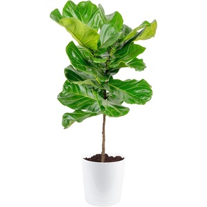 image:imageCosta Farms Fiddle Leaf Fig Live Indoor Plant Floor Plant Statement TreeFiddle Leaf Fig  Large 34 Feet Tall in Decorative Planter