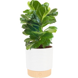 image:imageCosta Farms Fiddle Leaf Fig Live Indoor Plant Floor Plant Statement TreeFiddle Leaf Fig  Medium 12 Inches Tall  in Decorative Plant Pot