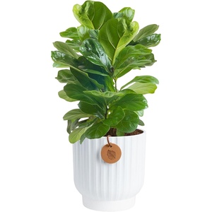 image:imageCosta Farms Fiddle Leaf Fig Live Indoor Plant Floor Plant Statement TreeFiddle Leaf Fig  Medium 12 Inches Tall  in Decorative Planter
