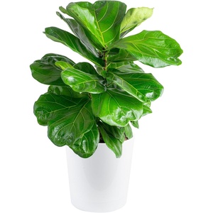 image:imageCosta Farms Fiddle Leaf Fig Live Indoor Plant Floor Plant Statement TreeFiddle Leaf Fig Large 23 Feet Tall in Indoor Garden Planter