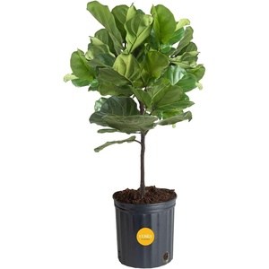 image:imageCosta Farms Fiddle Leaf Fig Live Indoor Plant Floor Plant Statement TreeNursery Plant Pot