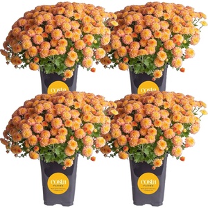image:imageCosta Farms Garden Mums Live Outdoor Plant Fall Flowers Porch DecorOrange