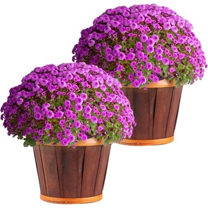 image:imageCosta Farms Garden Mums Live Outdoor Plant Fall Flowers Porch DecorPurple