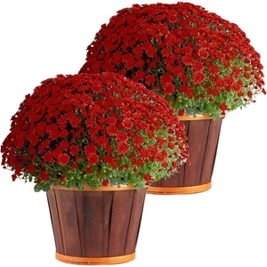 image:imageCosta Farms Garden Mums Live Outdoor Plant Fall Flowers Porch DecorRed