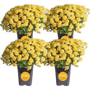 image:imageCosta Farms Garden Mums Live Outdoor Plant Fall Flowers Porch DecorYellow