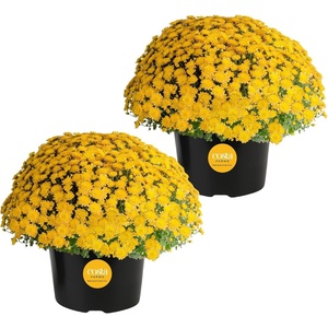 image:imageCosta Farms Garden Mums Live Outdoor Plant Fall Flowers Porch DecorYellow Mums