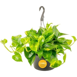 image:imageCosta Farms Golden Pothos Live Indoor Plant Trailing Vine Air PurifyingPothos Plant  Large 12 Feet Tall  in Hanging Basket Pot