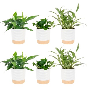 image:imageCosta Farms Golden Pothos Live Indoor Plant Trailing Vine Air PurifyingPothos Plant  Medium 1012 Inches Tall  in Decorative Plant Pot  6Pack