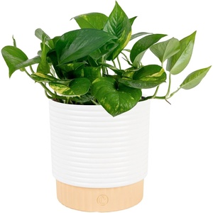 image:imageCosta Farms Golden Pothos Live Indoor Plant Trailing Vine Air PurifyingPothos Plant  Medium 1012 Inches Tall  in Decorative Plant Pot