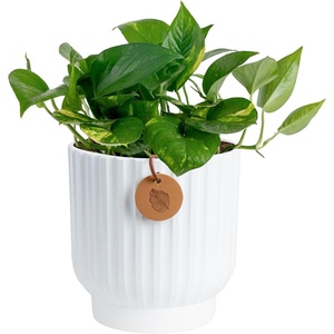 image:imageCosta Farms Golden Pothos Live Indoor Plant Trailing Vine Air PurifyingPothos Plant  Medium 1012 Inches Tall  in Decorative Planter