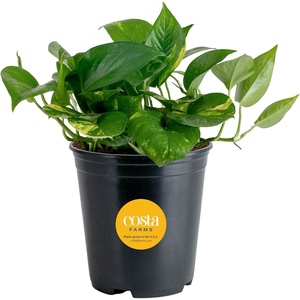 image:imageCosta Farms Golden Pothos Live Indoor Plant Trailing Vine Air PurifyingPothos Plant  Medium 1012 Inches Tall  in Grow Pot