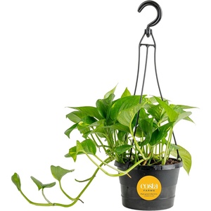 image:imageCosta Farms Golden Pothos Live Indoor Plant Trailing Vine Air PurifyingPothos Plant  Medium 1012 Inches Tall  in Hanging Basket Pot
