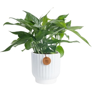 image:imageCosta Farms Golden Pothos Live Indoor Plant Trailing Vine Air PurifyingPothos Plant  Medium 1012 Inches Tall  in Indoor Dcor Plant Pot