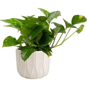 image:imageCosta Farms Golden Pothos Live Indoor Plant Trailing Vine Air PurifyingPothos Plant  Small 812 Inches Tall  in Dcor Planter