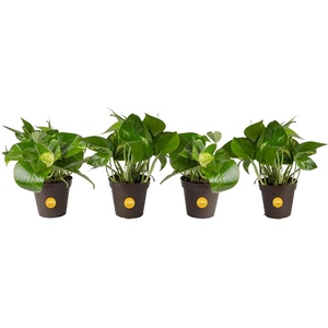 image:imageCosta Farms Golden Pothos Live Indoor Plant Trailing Vine Air PurifyingPothos Plant  Small 812 Inches Tall  in Grow Pot  4Pack