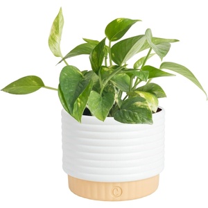 image:imageCosta Farms Golden Pothos Live Indoor Plant Trailing Vine Air PurifyingPothos Plant  Small 812 Inches Tall  in Indoor Plant Pot