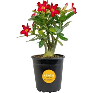 image:imageCosta Farms Ixora Live Outdoor Plant Easy Care Home DecorDesert Rose  Medium 1621 Inches Tall  Flower Color Varies