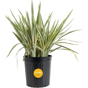 image:imageCosta Farms Ixora Live Outdoor Plant Easy Care Home DecorDianella Flax Lily  Large 23 Feet Tall  Blue Flowers